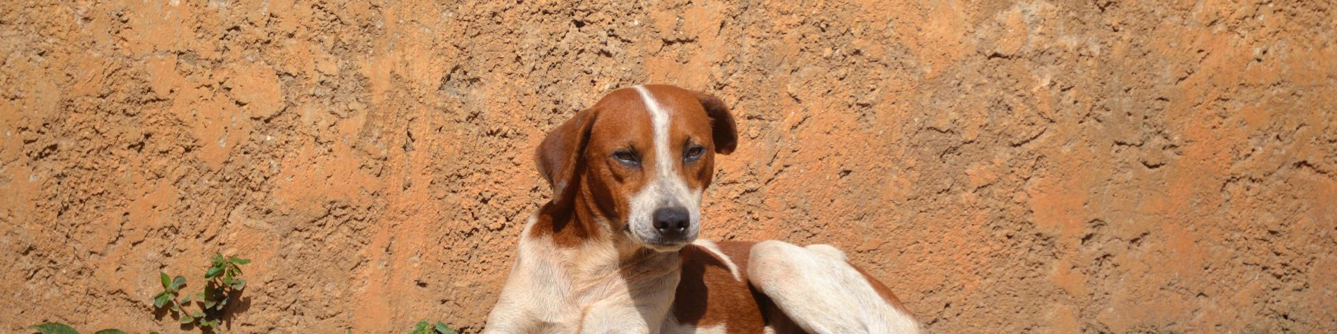 perro encantador terrier blanco con cafe echado en la calle en estado de abandono