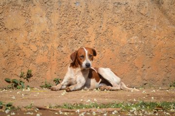 perro encantador terrier blanco con cafe echado en la calle en estado de abandono