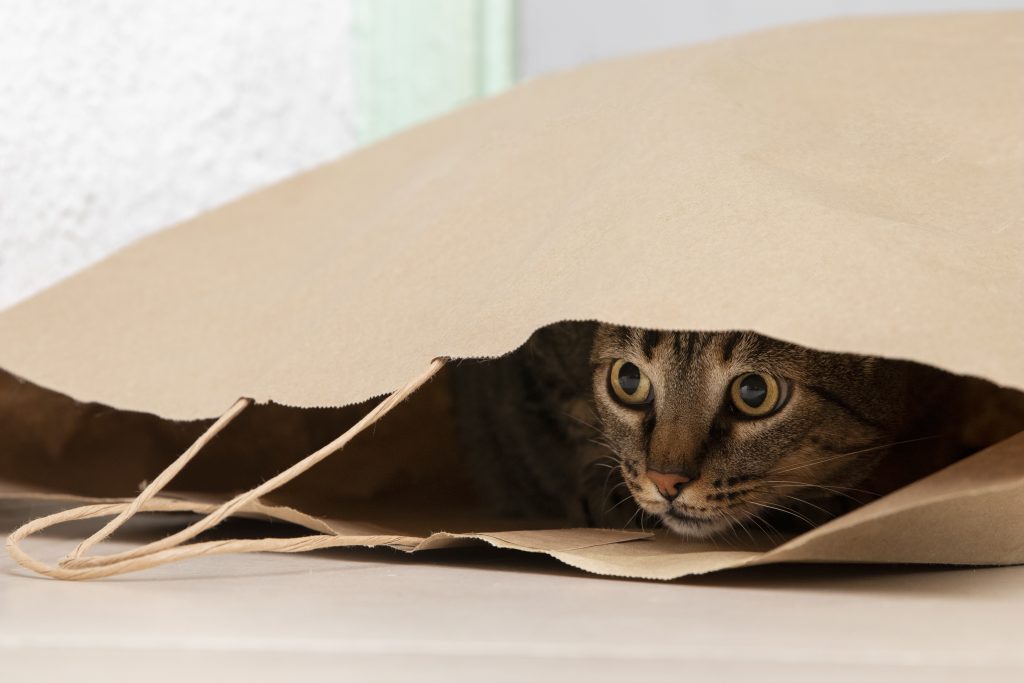 gato dentro de una bolsa de papel mira asustado hacia el exterior