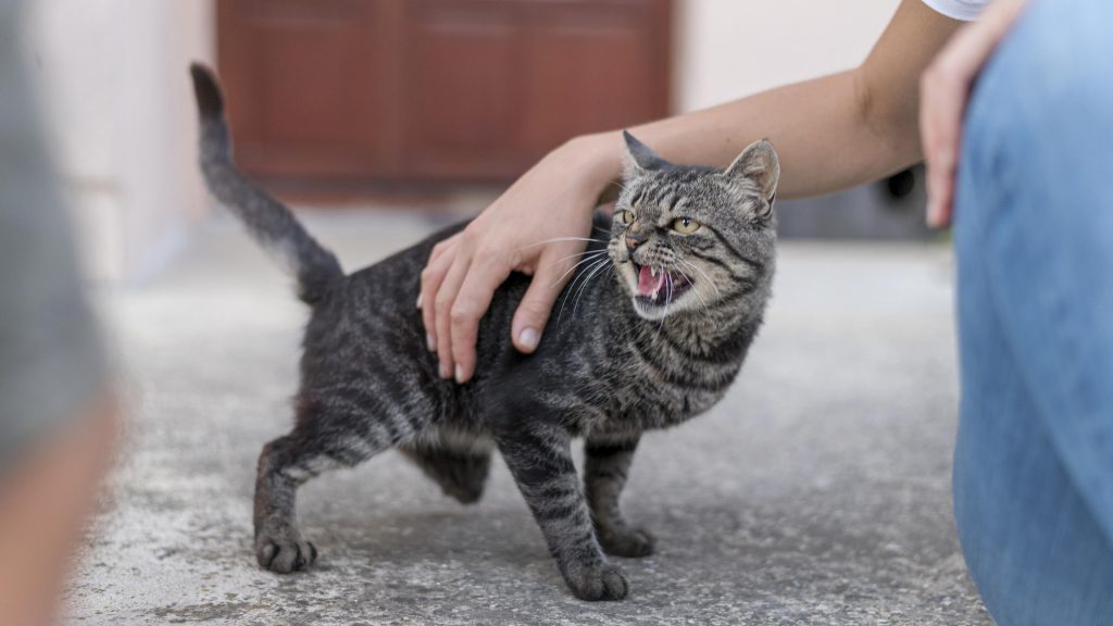 GATO MOSTRANDO AGRESIVIDAD HACIA ALGO O ALGUIEN QUE ESTA FRENTE A EL, SU TUTORA TIENE LA MANO SOBRE SU ESPALDA