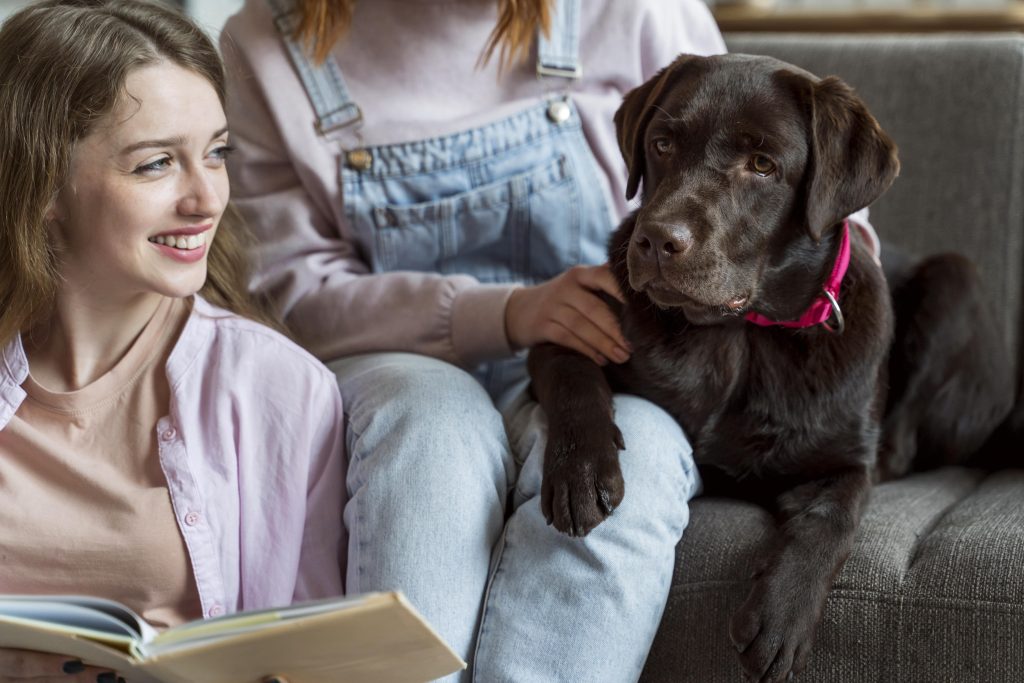 LABRADOR RETRIEVER CHOCOLATE ECHADO JUNTO A SUS TUTORAS SOBRE EL SOFA