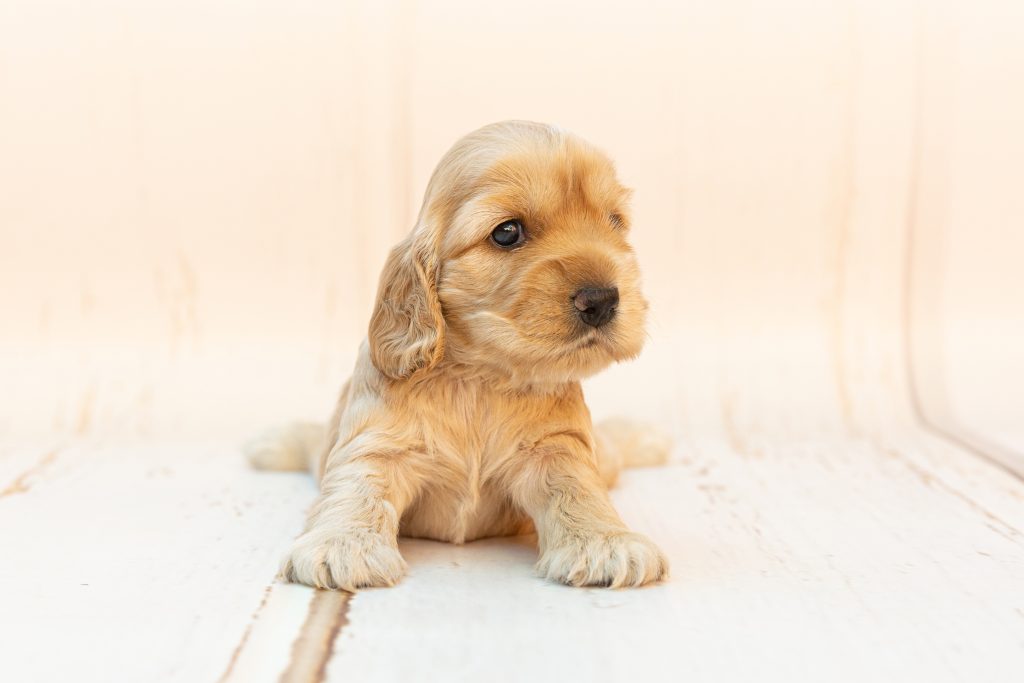 cachorro de cocker spaniel