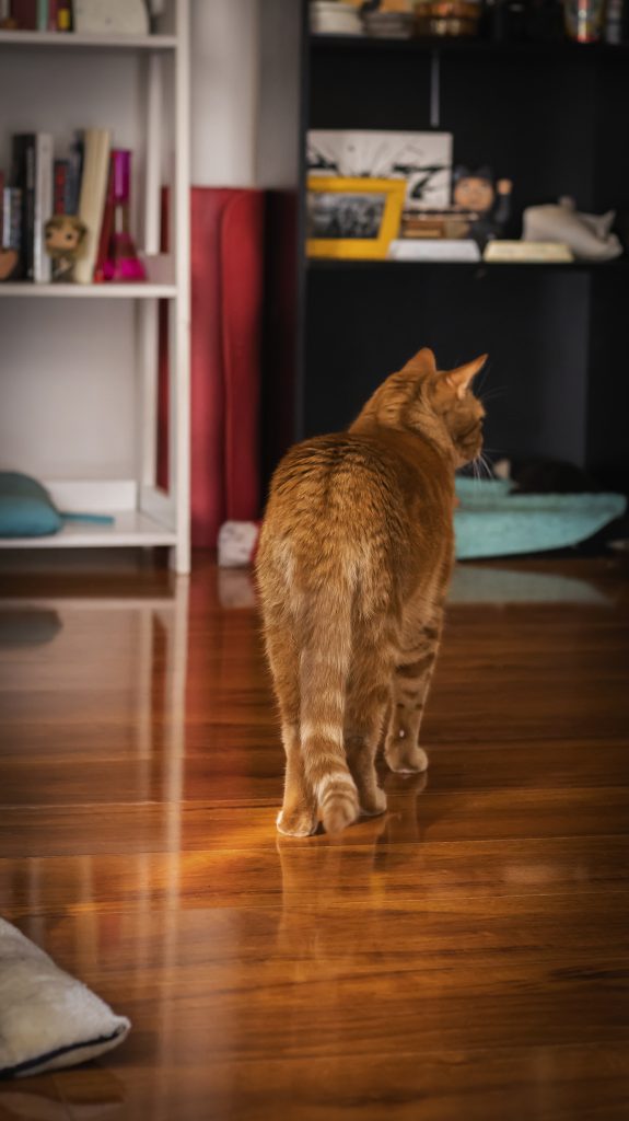 gato romano anaranjado caminando con su cola relajada sobre el piso flotando dentro de su casa toma fotográfica desde atrás