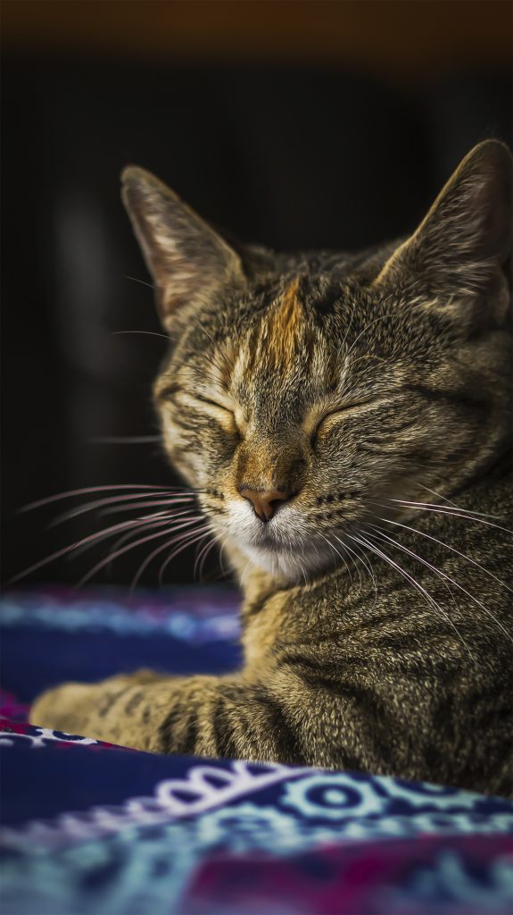 Gatita romana retrato donde sale sus ojitos cerrados pero esta feliz y relaja echada sobre una cama con cobertor artesanal azul