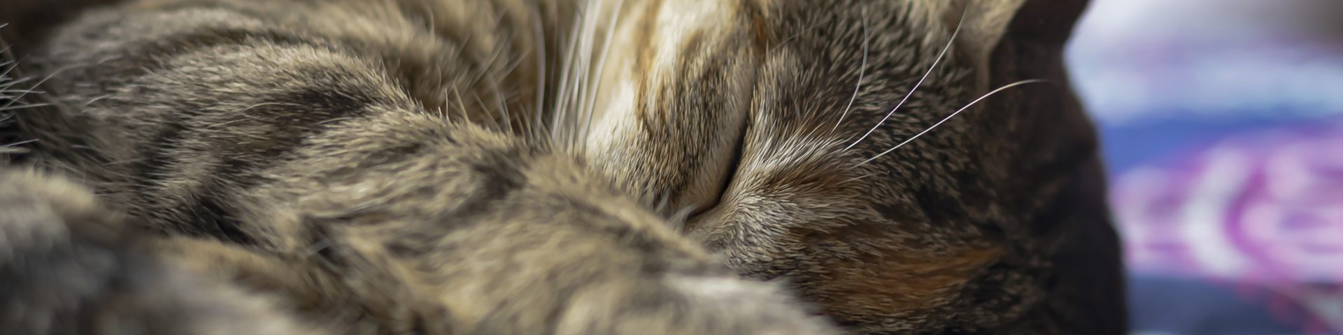 closeup de gato romano durmiendo sobre una cama