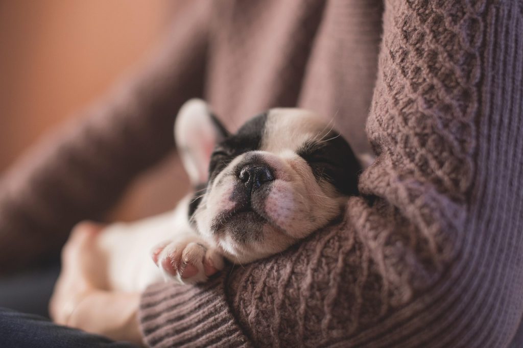 cachorro frenchy durmiendo en los brazos de su tutor