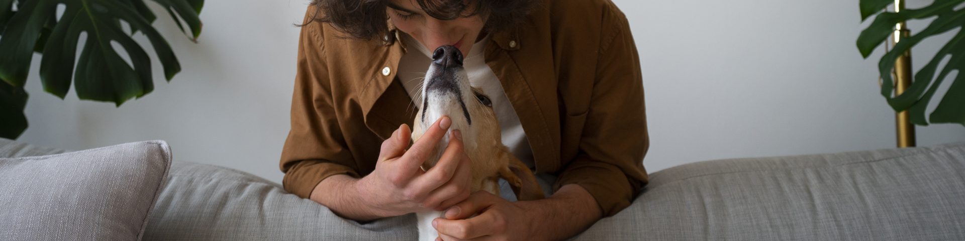 GALGO TENDIDO EN EL SOFA Y SU TUTOR TOMA SU CABEZA PARA HACERLE CARIÑO