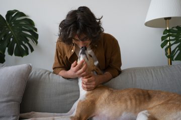 GALGO TENDIDO EN EL SOFA Y SU TUTOR TOMA SU CABEZA PARA HACERLE CARIÑO