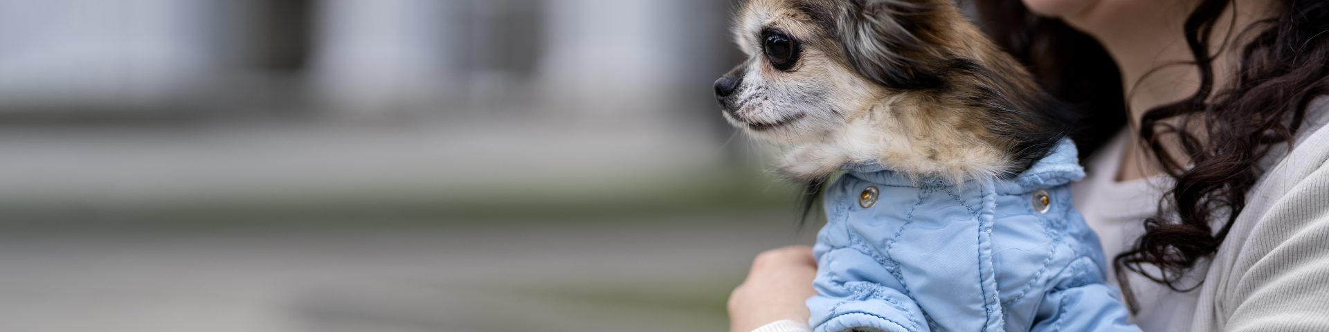 vista lateral de una mujer con un perro chihuahua en su brazos que esta utilizando una parka celeste