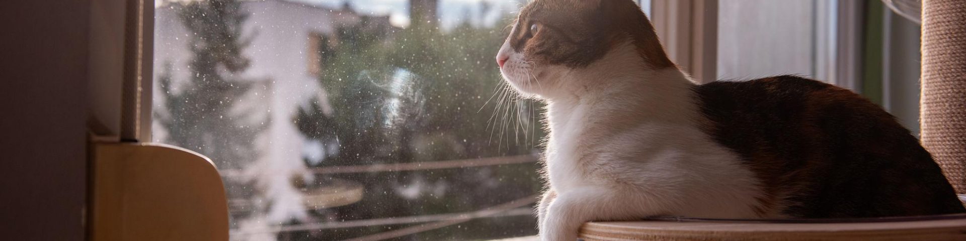 Comprender a un gato comienza por aprender a mirar el mundo desde su perspectiva