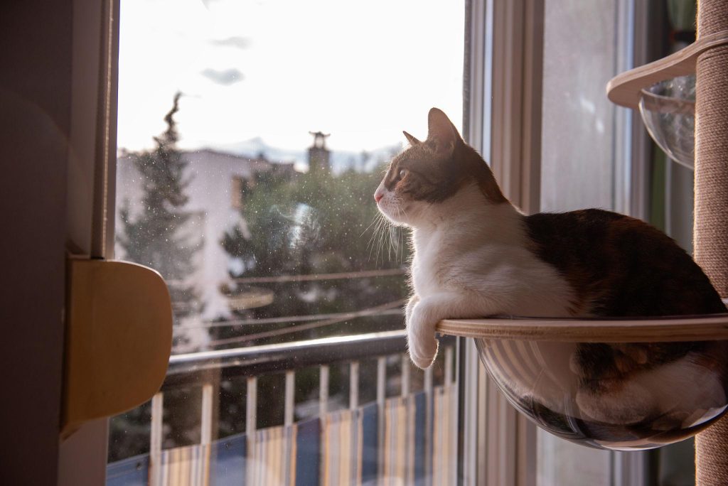 gato echado en su cúpula en altura de acrílico