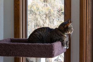 gato echado en altura mirando al exterior