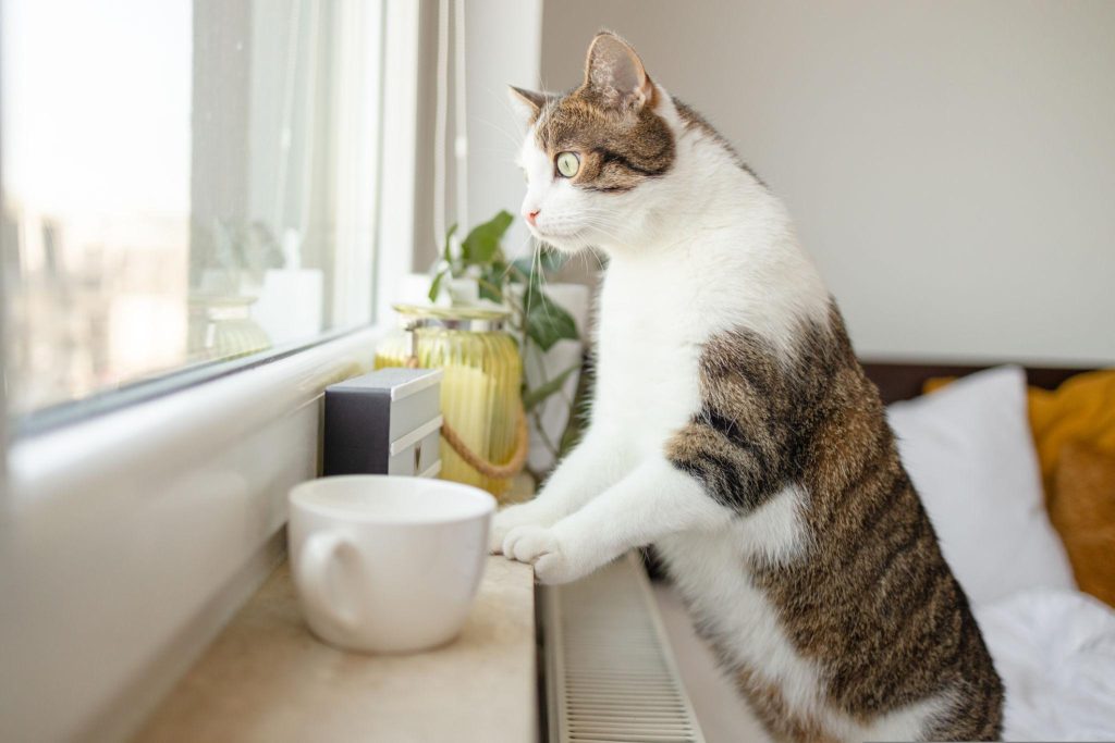 gato apoyado a la ventana en 2 patas mirando el exterior