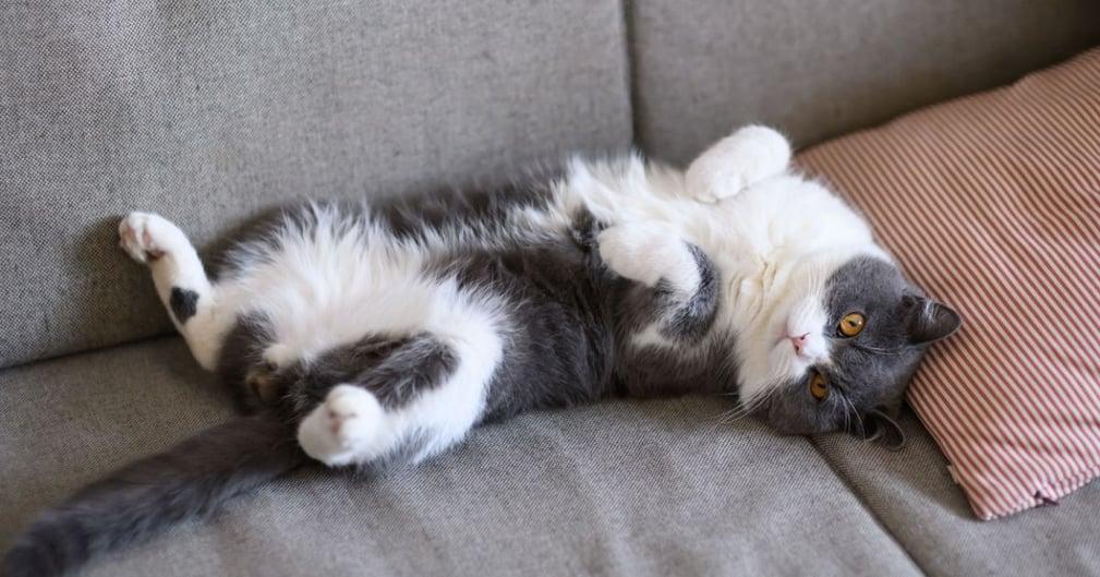 gato tendido de espalda sobre el sofá exponiendo su vientre