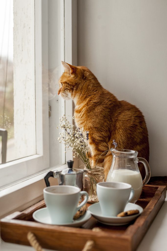 gato sentado al lado de una bandeja de desayuno mirando hacia afuera de la ventana