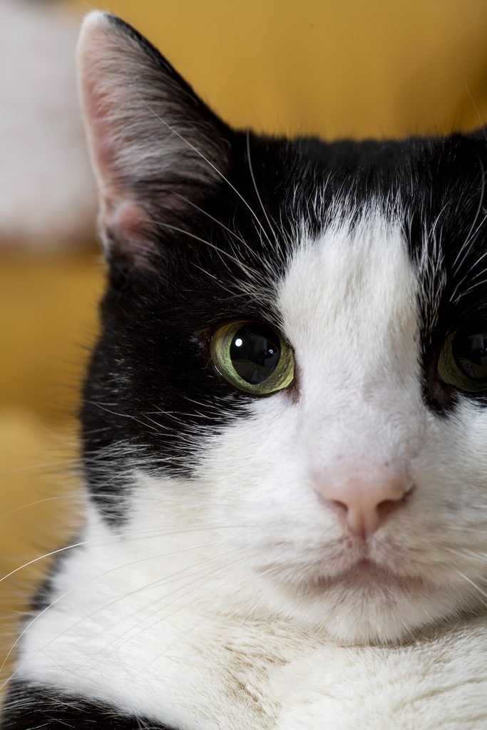 close up de un rostro de un gato indoor con pupilas dilatadas