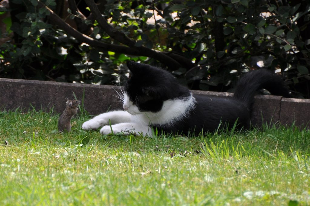 gato tendido sobre el pasto mirando a un ratón que esta parado en 2 patas frente a el