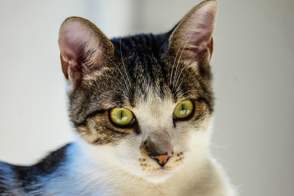 foto de un rostro de un gato con sus pupilas lineales vertical