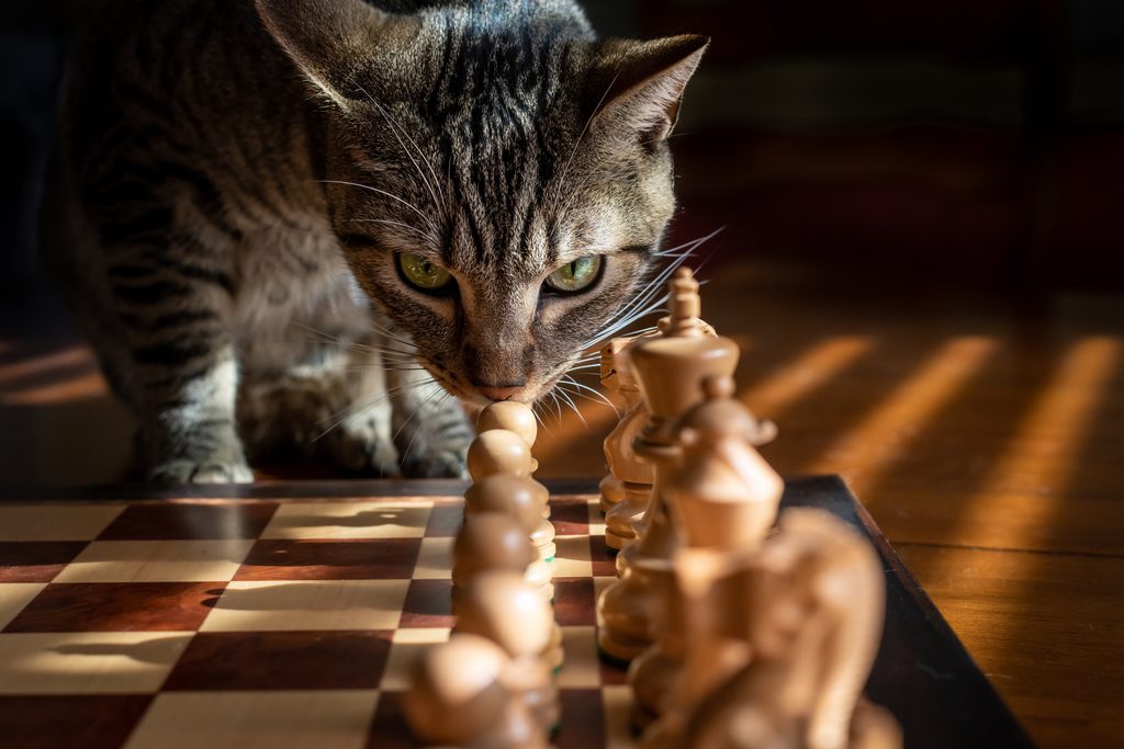 gato olfateando un juego de ajedrez