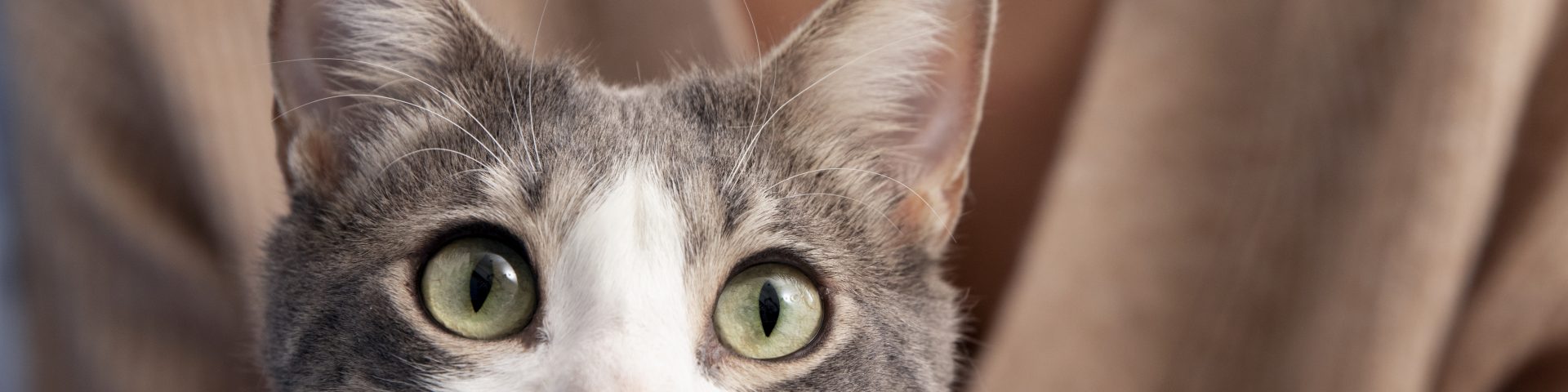 mujer manteniendo a su adorable gatito en casa